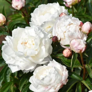 Peony Flower Seeds - 10 Pack Non-GMO Perennial Mix for Garden - Image 15
