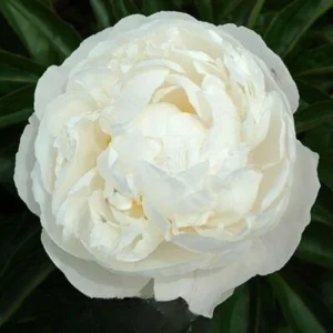 Peony Flower Seeds - 10 Pack Non-GMO Perennial Mix for Garden - Image 16