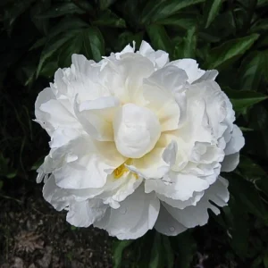 Peony Flower Seeds - 10 Pack Non-GMO Perennial Mix for Garden - Image 17