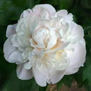 Peony Flower Seeds - 10 Pack Non-GMO Perennial Mix for Garden - Image 2