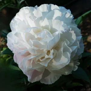 Peony Flower Seeds - 10 Pack Non-GMO Perennial Mix for Garden - Image 3