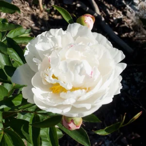 Peony Flower Seeds - 10 Pack Non-GMO Perennial Mix for Garden - Image 4