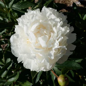 Peony Flower Seeds - 10 Pack Non-GMO Perennial Mix for Garden - Image 5