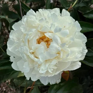 Peony Flower Seeds - 10 Pack Non-GMO Perennial Mix for Garden - Image 6