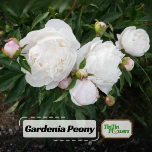 Peony Flower Seeds - 10 Pack Non-GMO Perennial Mix for Garden - Image 1