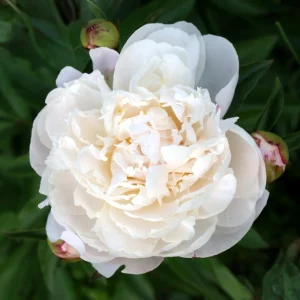 Peony Flower Seeds - 10 Pack Non-GMO Perennial Mix for Garden - Image 8