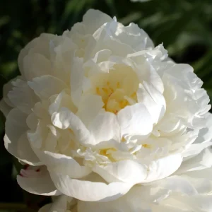 Peony Flower Seeds - 10 Pack Non-GMO Perennial Mix for Garden - Image 9