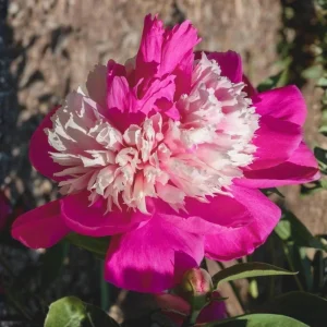 Peony Seeds - 10 Pack - Perennial Paeonia, Heirloom, Open-Pollinated - Image 10