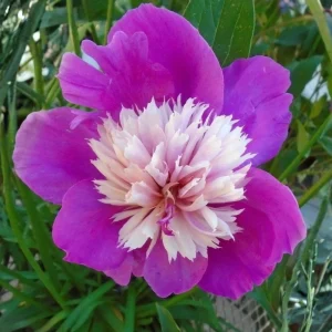 Peony Seeds - 10 Pack - Perennial Paeonia, Heirloom, Open-Pollinated - Image 11