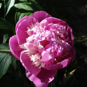 Peony Seeds - 10 Pack - Perennial Paeonia, Heirloom, Open-Pollinated - Image 12