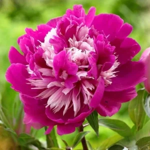 Peony Seeds - 10 Pack - Perennial Paeonia, Heirloom, Open-Pollinated - Image 13