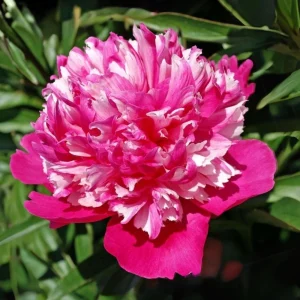 Peony Seeds - 10 Pack - Perennial Paeonia, Heirloom, Open-Pollinated - Image 14