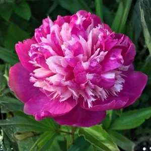 Peony Seeds - 10 Pack - Perennial Paeonia, Heirloom, Open-Pollinated - Image 15
