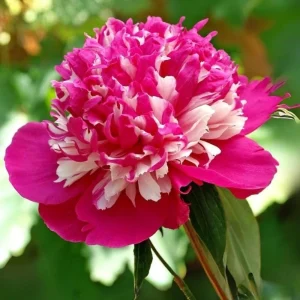 Peony Seeds - 10 Pack - Perennial Paeonia, Heirloom, Open-Pollinated - Image 16