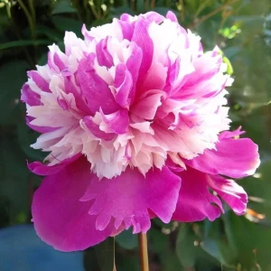 Peony Seeds - 10 Pack - Perennial Paeonia, Heirloom, Open-Pollinated - Image 17