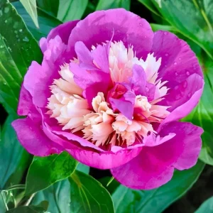 Peony Seeds - 10 Pack - Perennial Paeonia, Heirloom, Open-Pollinated - Image 18