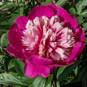 Peony Seeds - 10 Pack - Perennial Paeonia, Heirloom, Open-Pollinated - Image 19