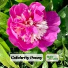 Peony Seeds - 10 Pack - Perennial Paeonia, Heirloom, Open-Pollinated - Image 1