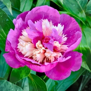Peony Seeds - 10 Pack - Perennial Paeonia, Heirloom, Open-Pollinated - Image 2