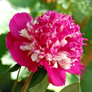Peony Seeds - 10 Pack - Perennial Paeonia, Heirloom, Open-Pollinated - Image 20