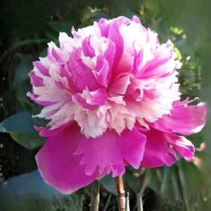 Peony Seeds - 10 Pack - Perennial Paeonia, Heirloom, Open-Pollinated - Image 3