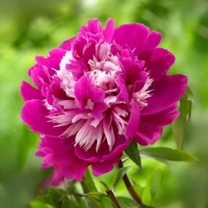 Peony Seeds - 10 Pack - Perennial Paeonia, Heirloom, Open-Pollinated - Image 4