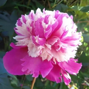Peony Seeds - 10 Pack - Perennial Paeonia, Heirloom, Open-Pollinated - Image 5