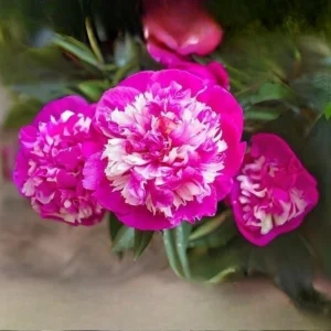Peony Seeds - 10 Pack - Perennial Paeonia, Heirloom, Open-Pollinated - Image 6