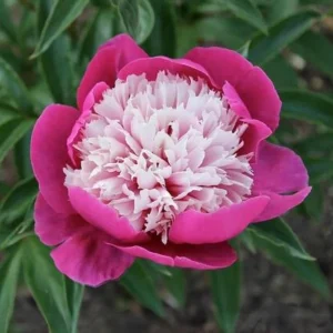 Peony Seeds - 10 Pack - Perennial Paeonia, Heirloom, Open-Pollinated - Image 7