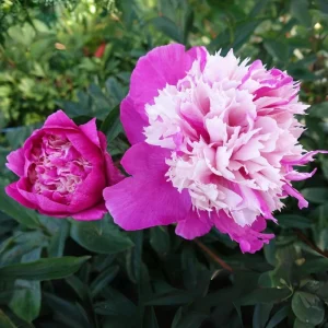 Peony Seeds - 10 Pack - Perennial Paeonia, Heirloom, Open-Pollinated - Image 8