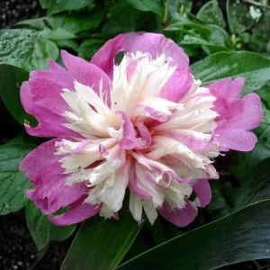 Peony Seeds - 10 Pack - Perennial Paeonia, Heirloom, Open-Pollinated - Image 9