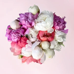 Peony Seeds - 10 Seeds Pack - Heirloom Open-Pollinated Flower Seeds - Image 10