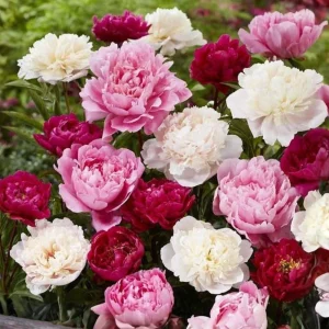 Peony Seeds - 10 Seeds Pack - Heirloom Open-Pollinated Flower Seeds - Image 2