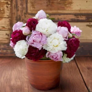 Peony Seeds - 10 Seeds Pack - Heirloom Open-Pollinated Flower Seeds - Image 3
