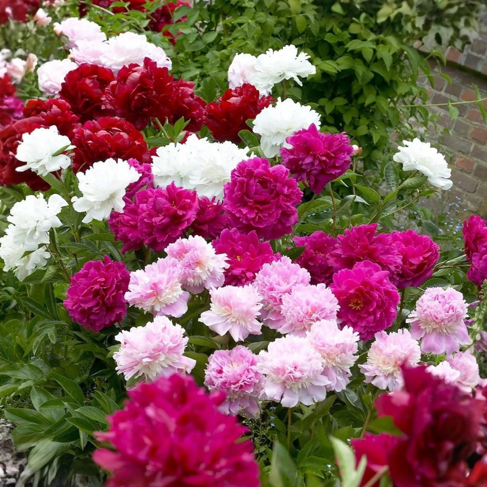 Peony Seeds - 10 Seeds Pack - Heirloom Open-Pollinated Flower Seeds - Image 4