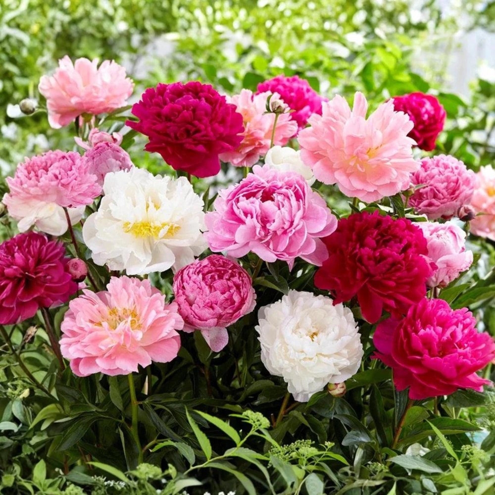 Peony Seeds - 10 Seeds Pack - Heirloom Open-Pollinated Flower Seeds - Image 5