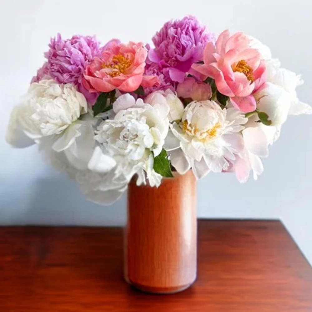 Peony Seeds - 10 Seeds Pack - Heirloom Open-Pollinated Flower Seeds - Image 9