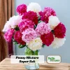 Peony Seeds - 10 Seeds Pack - Heirloom Open-Pollinated Flower Seeds - Image 1