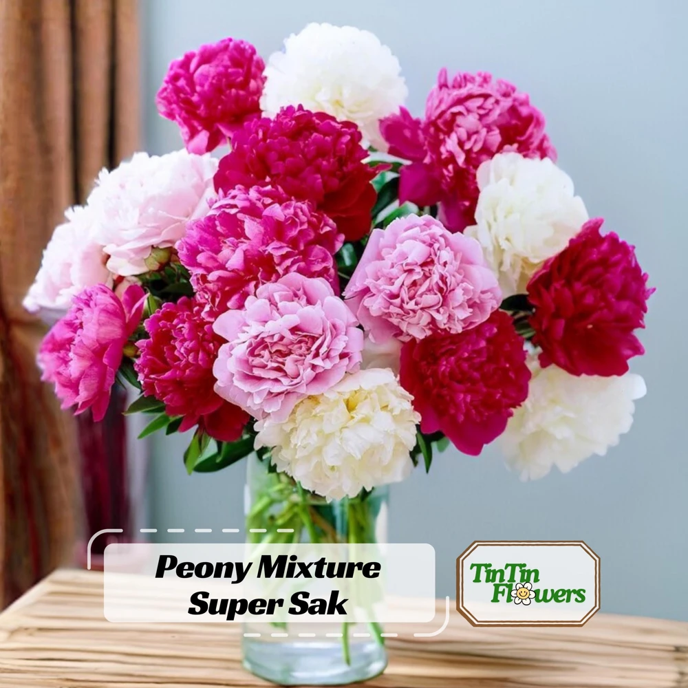 Peony Seeds - 10 Seeds Pack - Heirloom Open-Pollinated Flower Seeds - Image 1