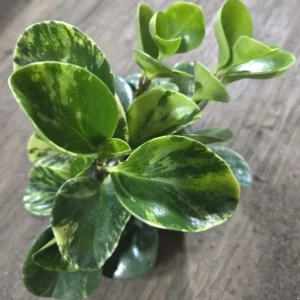 Peperomia Obtusifolia Live Plant Bundle - Jade & Marble Varieties, 7