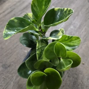 Peperomia Obtusifolia Live Plant Bundle - Jade & Marble Varieties, 7