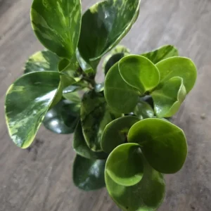 Peperomia Obtusifolia Live Plant Bundle - Jade & Marble Varieties, 7