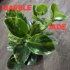 Peperomia Obtusifolia Live Plant Bundle - Jade & Marble Varieties, 7" Tall - Image 1