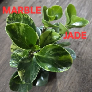 Peperomia Obtusifolia Live Plant Bundle - Jade & Marble Varieties, 7