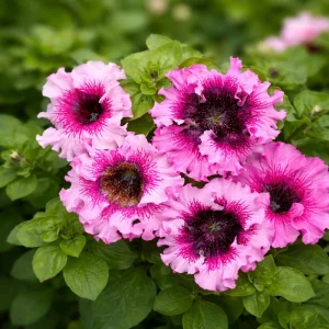 Petunia Triumph Mix Seeds - 20 Count Multicolor Ruffled Flower Seeds - Image 10