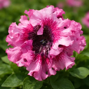 Petunia Triumph Mix Seeds - 20 Count Multicolor Ruffled Flower Seeds - Image 11