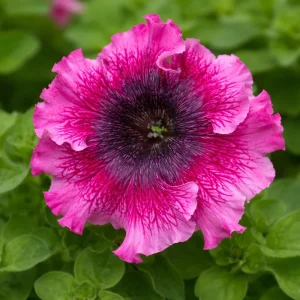 Petunia Triumph Mix Seeds - 20 Count Multicolor Ruffled Flower Seeds - Image 13