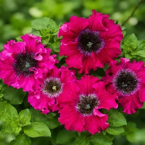Petunia Triumph Mix Seeds - 20 Count Multicolor Ruffled Flower Seeds - Image 14