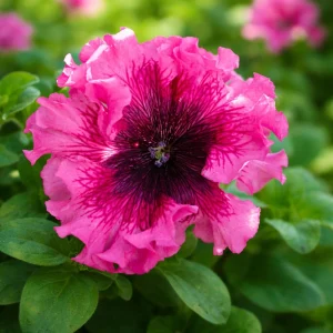 Petunia Triumph Mix Seeds - 20 Count Multicolor Ruffled Flower Seeds - Image 15