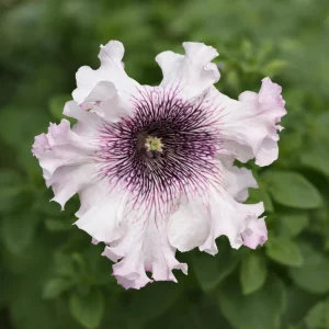 Petunia Triumph Mix Seeds - 20 Count Multicolor Ruffled Flower Seeds - Image 2